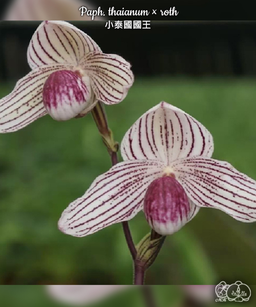 寒蘭-028 111-5H3 素光×力王 苗 交配種 寒蘭-028 111-5H3 素光×力王 苗